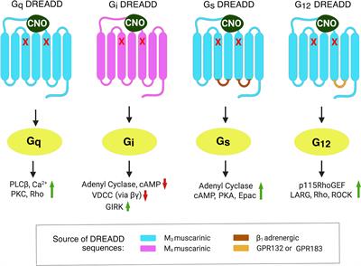 Designer GPCRs as Novel Tools to Identify Metabolically Important Signaling Pathways